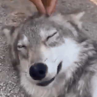 Wolf Wolf Pet GIF