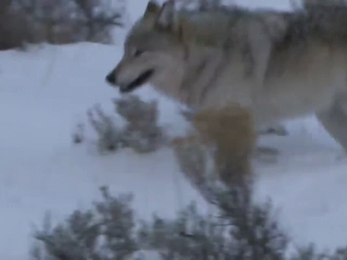 Wolf Wolf Therian GIF. This 498 x 373 animated GIF is part of our running wolf collection. Related themes include wolf. Created by nitrogenic. View the…