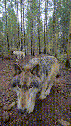 Wolf Wolp GIF