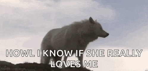 Wolf Wolves GIF
