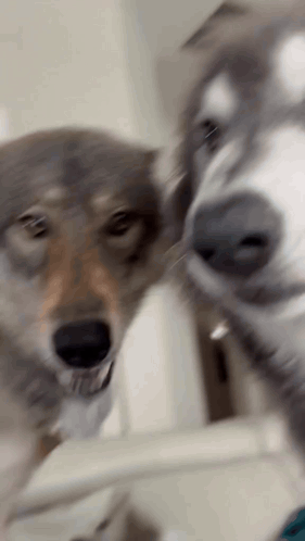 Wolfdog GIF