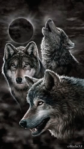 Wolves Animated GIF. This 280 x 498 animated GIF is part of our moving backgrounds collection. View the original animation, share it, or browse related GIFs.