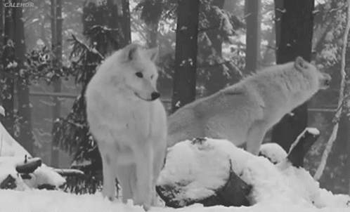 Wolves Howl GIF. This 498 x 302 animated GIF is part of our running wolf collection. Related themes include snow, winter. Created by Spiderbat36. View the…