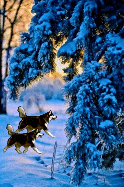 Wolves Snow GIF