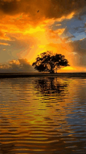 Wonders Of Nture Nature GIF