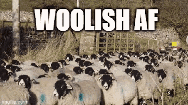 Woolish Af Woolish GIF