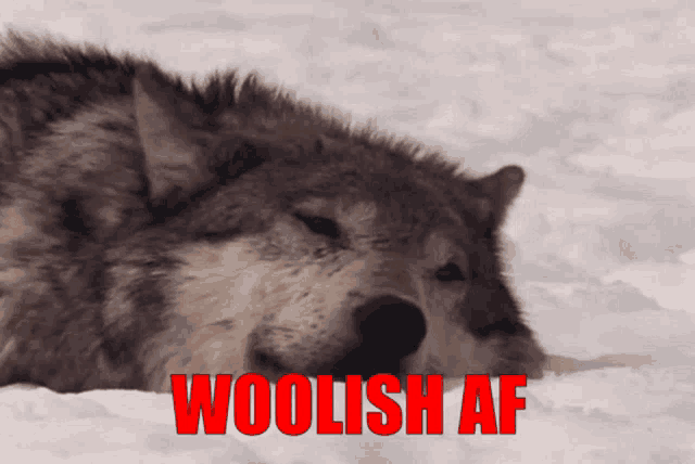 Woolish Woolish Af GIF