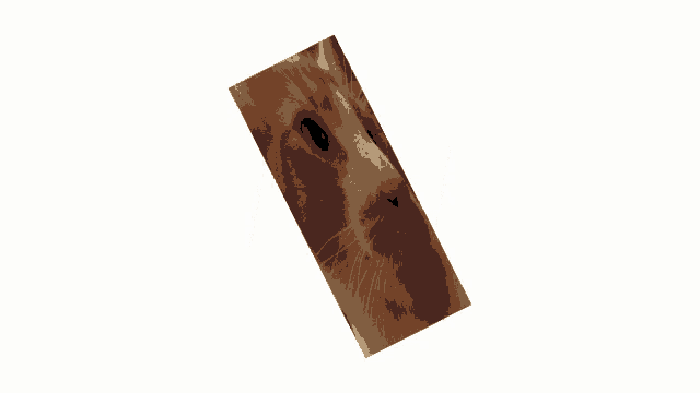 Woot Cat Woot GIF
