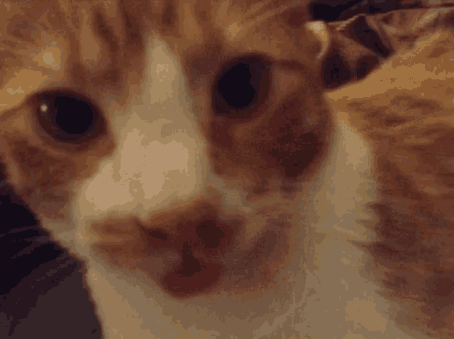 Woot Cat GIF