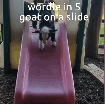 Wordle In 5 GIF
