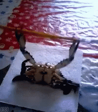 Workout Crab GIF
