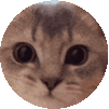 Wow Cat Sticker