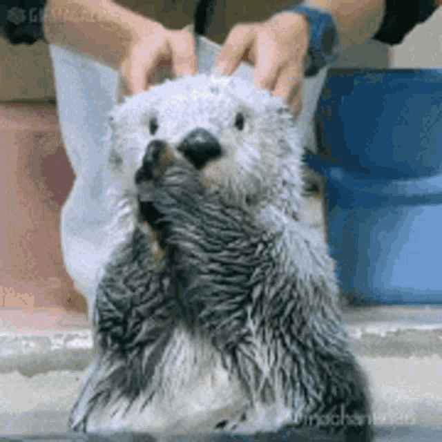 Wow Sea Otter GIF