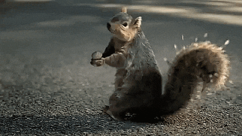 Wtf GIF. This 480 x 270 animated GIF is part of our funny squirrel collection. Related themes include wtf. Created by Scout1564. View the original…