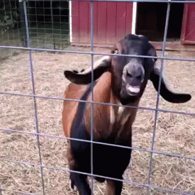 "Wtf Is Wrong With This Goat?" GIF