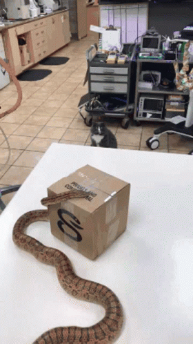 Wtf My God GIF. This 280 x 498 animated GIF is part of our im a snake collection. Related themes include cat, huh, scared. Created by flashtsf. View the…