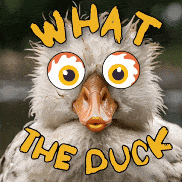 Wtf What The Duck GIF