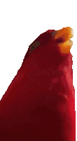 Wuewuewue Bird Laugh And Stare Sticker