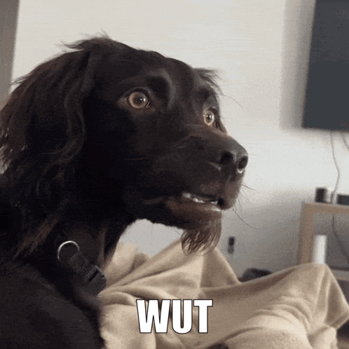 Wut What GIF