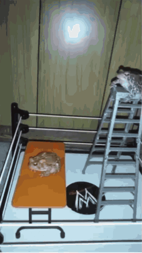 Wwe Frog GIF