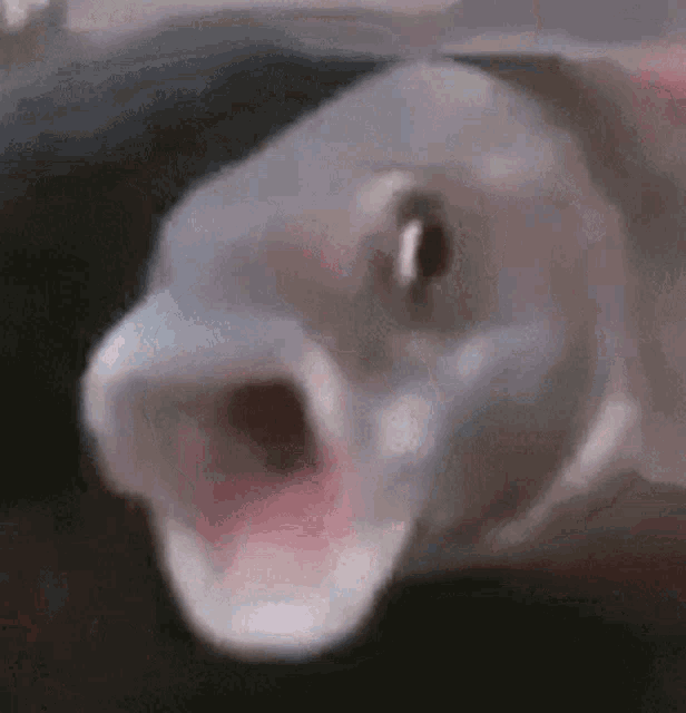 X3 GIF