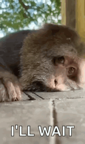 Xing Xing Chill GIF