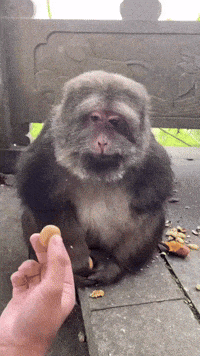 Xing Xingxing GIF