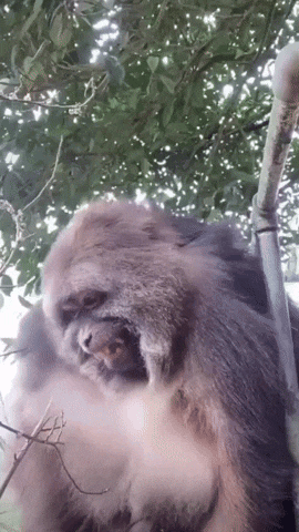 Xingxing Xing Xing GIF