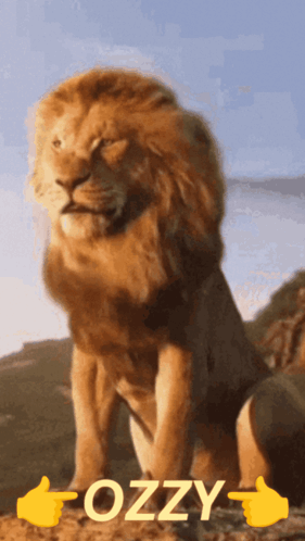 Xozy1 GIF