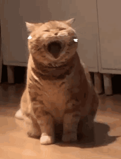 Yaong Cute GIF