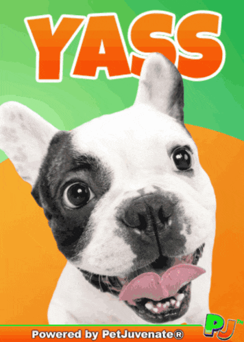 Yass Yes You Bet Definitely Dog Mom Puppers Cuddle Pj Pet Treats Love A You Did What Funny Dog Gif Boop Bork Blep Boof And Hound Dog GIF