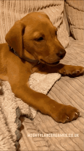 Yawn Yawning GIF