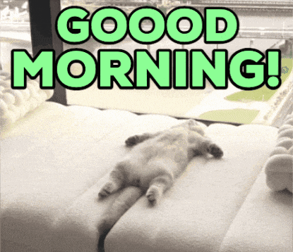 Yawning Cat Morning Routine GIF
