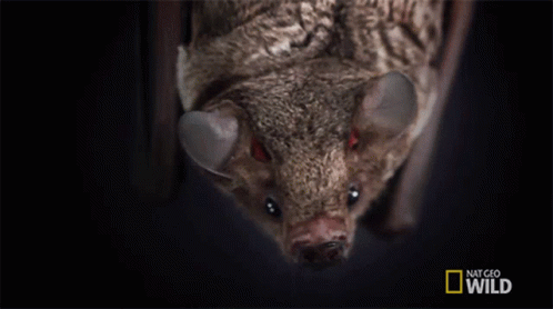 Yawning Lesser Long Nosed Bat GIF