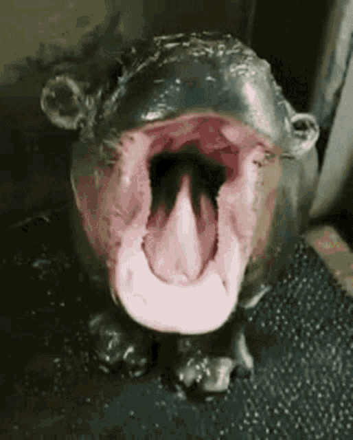 Yawning Tired GIF
