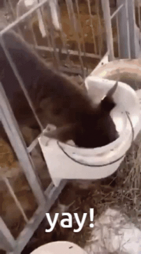 Yay Cow Funny GIF
