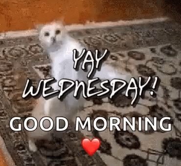 Yay Wednesday GIF. This 370 x 340 animated GIF is part of our guten morgen am mittwoch collection. Related themes include cat dance, happy dance, happy…