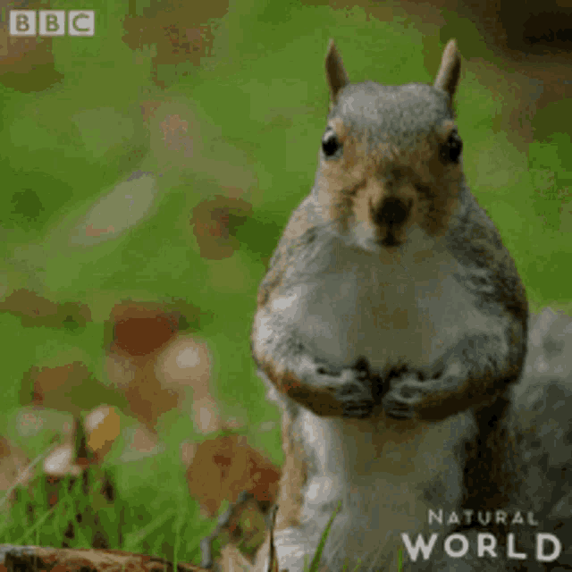 Yeah Squirrel GIF