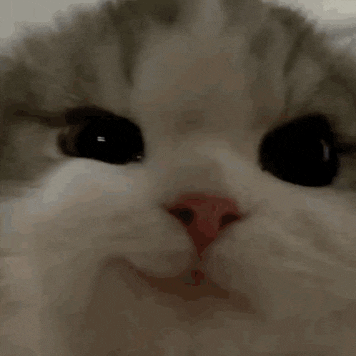 Yeji Cat GIF