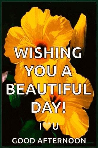 Yellow Habiscus Yellow Flower GIF