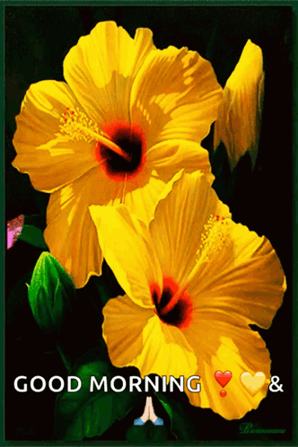 Yellow Habiscus Yellow Flower GIF