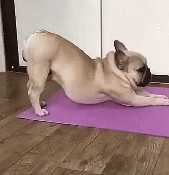 Yoga Pug GIF