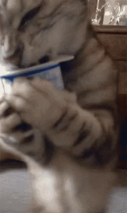 Yogurt Kitten GIF