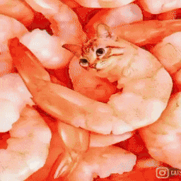 Yolotimon GIF