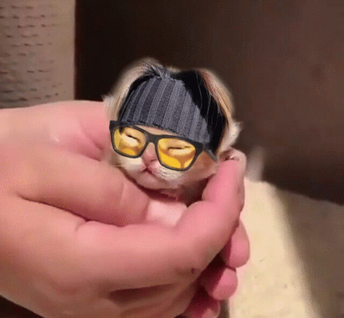 Yoongi Cat Bts Cat GIF