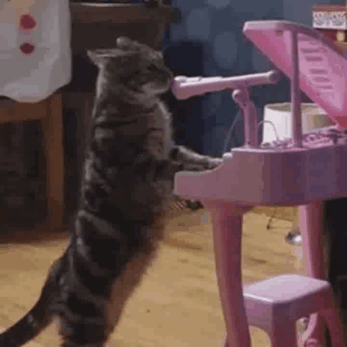 Yoongi Cat Bts Suga GIF