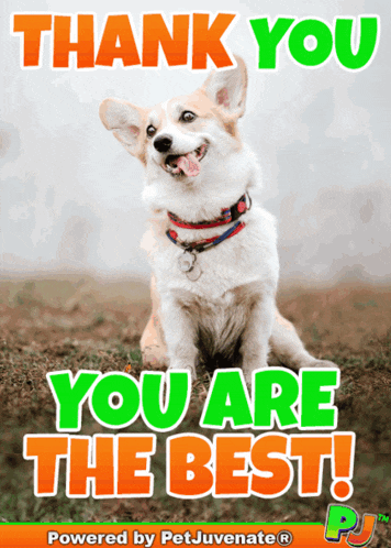 You Are Awesome Thank You Pj Petjuvenate You Are The Best Pj Petjuvenate GIF