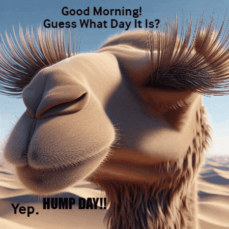 You Guessed It Happy Wednesday GIF
