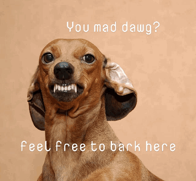 You Mad Dawg Meme