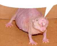 You Rat Sticker